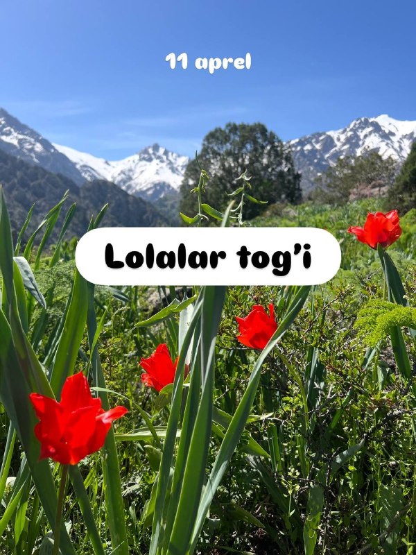 Тюльпановая гора